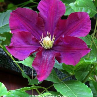 Clematis 'Niobe'