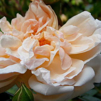 Rosa 'Leontine Gervais'