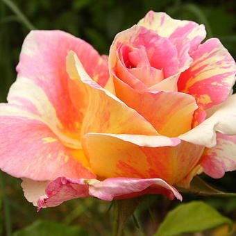 Rosa 'Claude Monet'