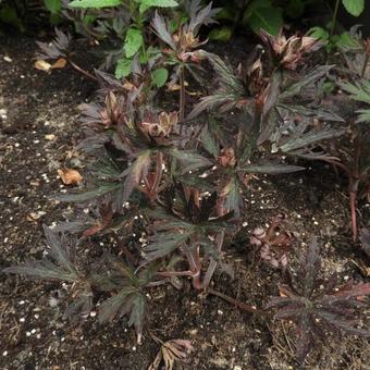 Geranium pratense 'Hocus Pocus'