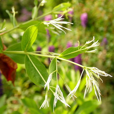 Arbre à neige - Chionanthus virginicus