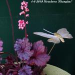 Heuchera 'Shanghai' - 