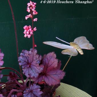 Heuchera 'Shanghai'