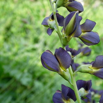 Baptisia australis  'DECADENCE Dutch Chocolate'