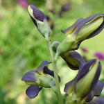 Baptisia australis  'DECADENCE Dutch Chocolate' - Baptisia australis  'DECADENCE Dutch Chocolate'