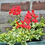 Pelargonium 'Oldeburry Cascade' - 