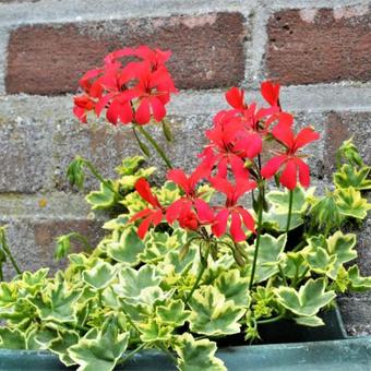 Pelargonium 'Oldeburry Cascade'