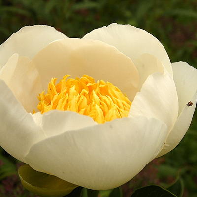 Paeonia lactiflora 'Jan van Leeuwen - Paeonia lactiflora 'Jan van Leeuwen'