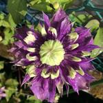 Clematis florida 'Taiga' - 