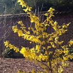 Forsythia x intermedia 'Goldrausch' - 