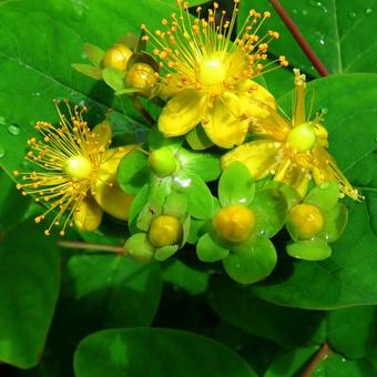 Hypericum