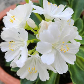 Lewisia cotyledon 'Alba'