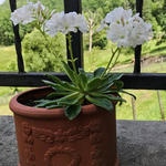 Lewisia cotyledon 'Alba' - 