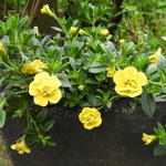 Calibrachoa hybrida 'CALITA Double Yellow' - 