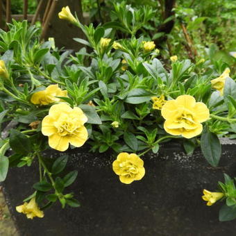 Calibrachoa hybrida 'CALITA Double Yellow'