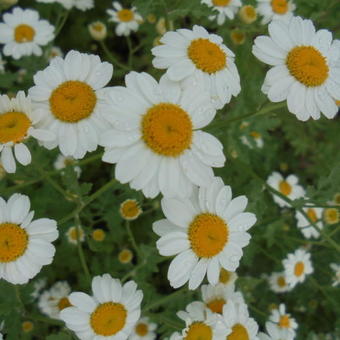 Tanacetum niveum 'Jackpot'