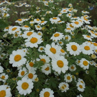 Tanacetum niveum 'Jackpot'