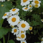 Tanacetum niveum 'Jackpot' - Tanacetum niveum 'Jackpot'