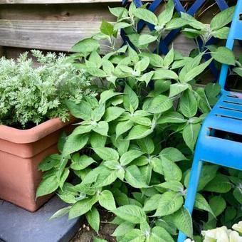 Strobilanthes atropurpureus