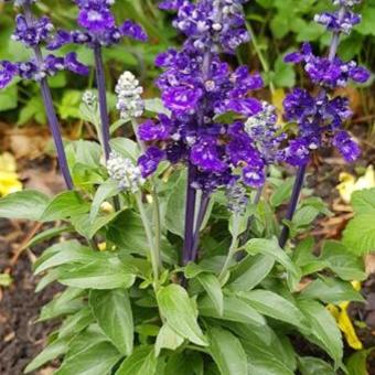 Salvia farinacea 'Violet Candle'