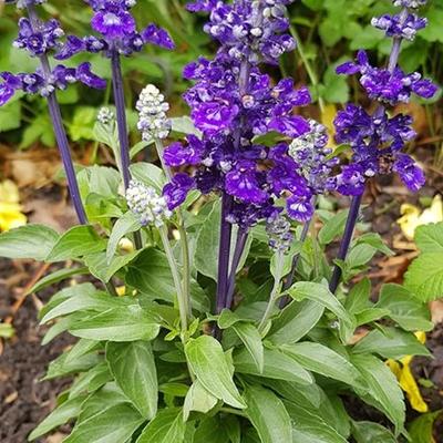 Salvia farinacea 'Violet Candle' - 