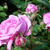 Rosa 'President de Seze'