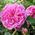 Rosa 'President de Seze'