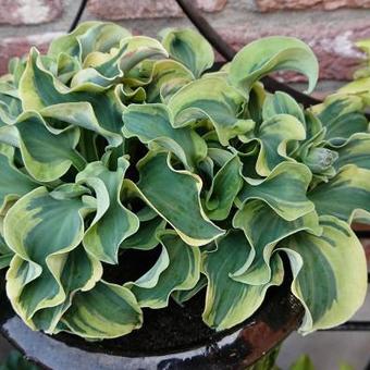 Hosta 'Smiling Mouse'