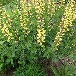 Baptisia australis 'DECADENCE Lemon Meringue' - Baptisia australis 'DECADENCE Lemon Meringue'