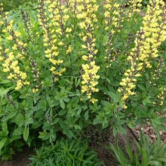 Baptisia australis 'DECADENCE Lemon Meringue'