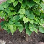 Tilia cordata 'Lico' - 