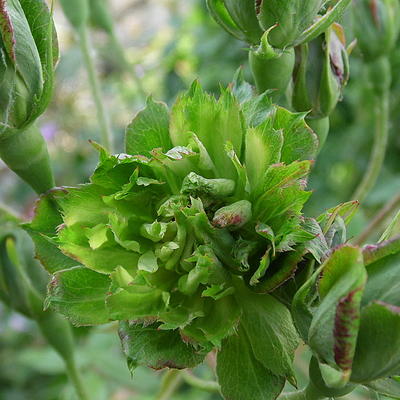 Rosa 'Viridiflora' - 