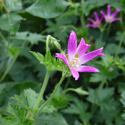 Geranium x oxonianum f. thurstonianum - 