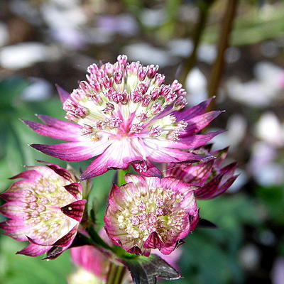 Astrantia major 'Star of Beauty' - Astrantia major 'Star of Beauty'