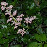 Rodgersia podophylla 'Saarbrücken' - 