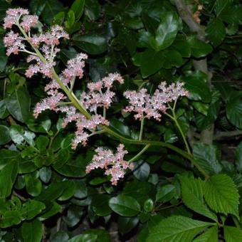 Rodgersia podophylla 'Saarbrücken'