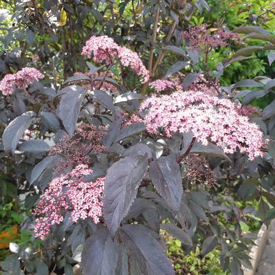 Sambucus nigra 'Black Beauty' - Sambucus nigra 'Black Beauty'