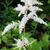 Astilbe japonica 'Washington'