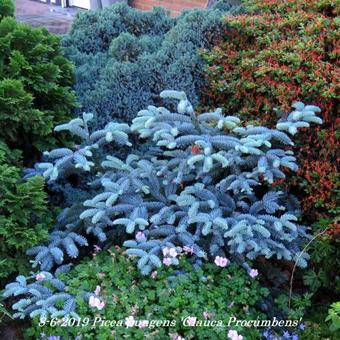 Picea pungens 'Glauca Procumbens'