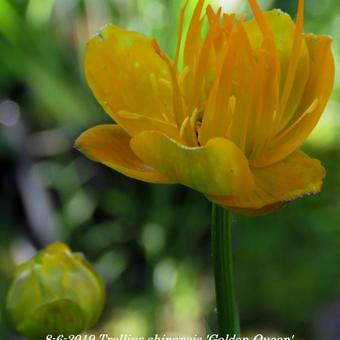 Trollius chinensis 'Golden Queen'