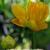 Trollius chinensis 'Golden Queen'