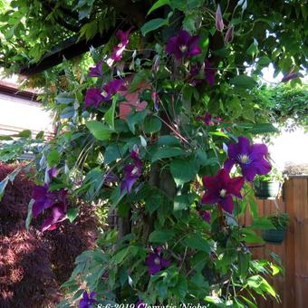 Clematis 'Niobe'