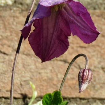 Clematis viticella