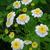 Tanacetum parthenium 'White Bonnet'