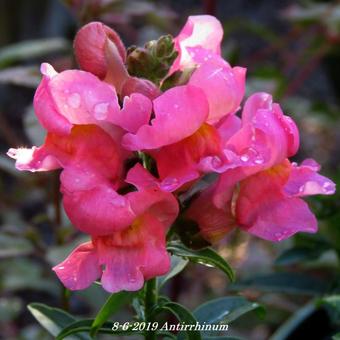 Antirrhinum