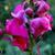 Antirrhinum