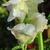 Antirrhinum