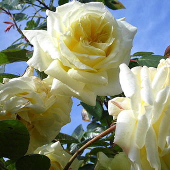 Rosa 'Elfe'