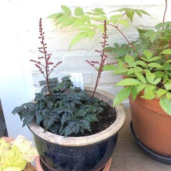 Astilbe 'Moulin Rouge'