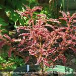 Plectranthus scutellarioides UNDER THE SEA 'Bone fish' - 